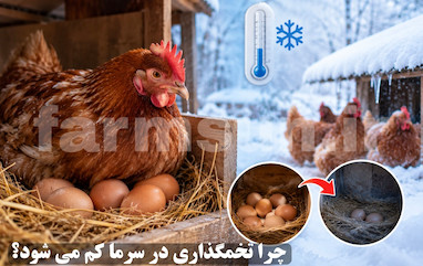 چرا تخمگذاری مرغ در سرما کم می شود؟ علت کاهش تولید تخم مرغ در زمستان و راه های افزایش آن