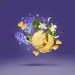 عطر ادکلن زرجف اکسنتو-اچنتو-زرجوف اکنتو | Xerjoff Accento