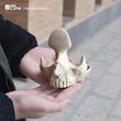 هولدر اسکلتی