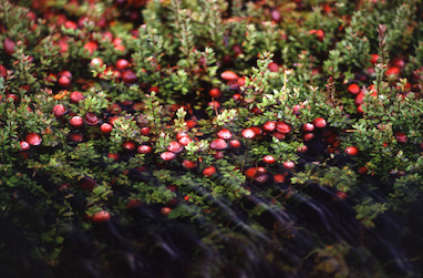 رایحه کرانبری (Cranberry)