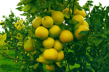 رایحه ترنج سیسیلی (Sicilian Bergamot)
