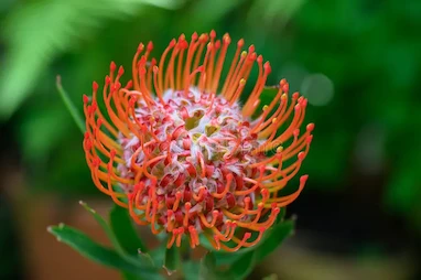 رایحه شکوفه پرتقال آفریقایی (African Orange Flower)