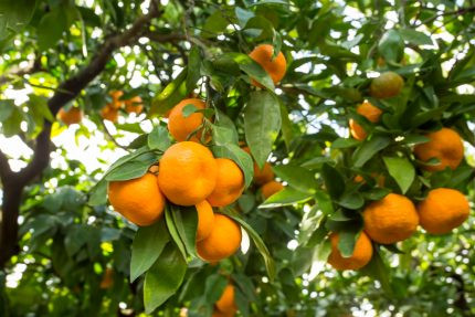 رایحه کلمنتین (Clementine)