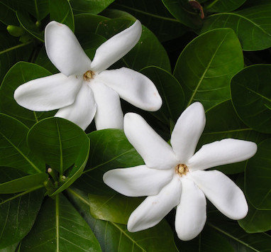 رایحه گل تیارِه (Tiaré Flower)