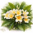 عطر خالص گل یاس | Jasmin Flower ♀️♂️