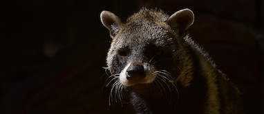 سیوت کلمنتین (Civet)