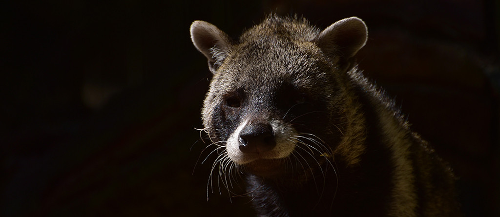 سیوت کلمنتین (Civet)