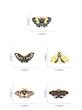 پین پروانه در 5 مدل