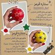 توپ اسفنجی کد 4581
