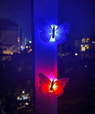 پروانه چراغدار ( کد ۱۴۶۴)