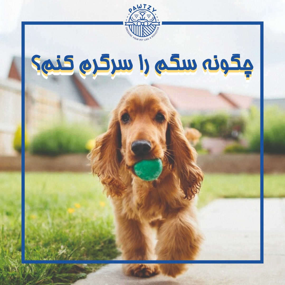 چگونه سگم را سرگرم کنم؟