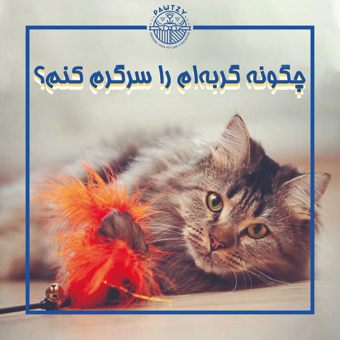 چگونه گربه‌ام را سرگرم کنم؟