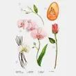 عطر روزانه برند زارا زنانه پینک فلامبی 