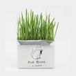 علف گربه مدل Cat Grass 