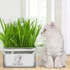علف گربه مدل Cat Grass 