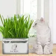 علف گربه مدل Cat Grass 