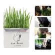 علف گربه مدل Cat Grass 