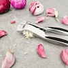 سیر له کن دسته بادامی شنگیا
