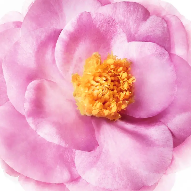 ماسک مو روغنی نوکس