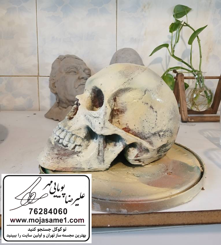 جمجمه زن و مرد 