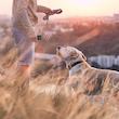 دور کننده حیوانات اولتراسونیک گرین Green Ultrasonic Pet Shield