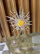 دکوری طرح باب اسفنجی و اختاپوس