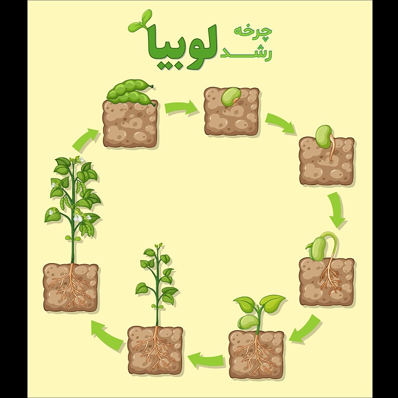 فایل لایه مراحل رشد دانه لوبیا قابل ویرایش  | شناسه PRO-0131