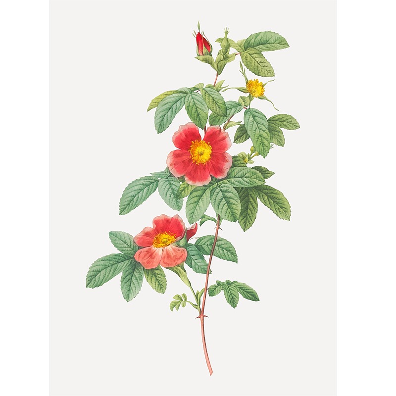 وکتور شاخه گل(بوته گل) بدون پس زمینه لایه باز و قابل ویرایش | شناسه PRO-0382