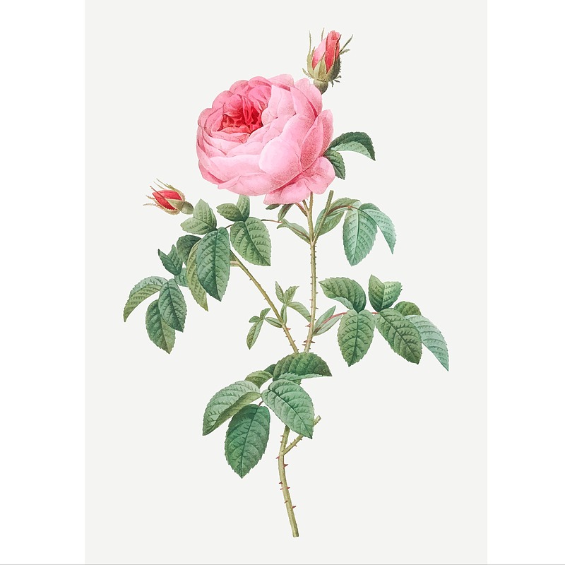 وکتور شاخه گل(بوته گل) بدون پس زمینه لایه باز و قابل ویرایش | شناسه PRO-0392