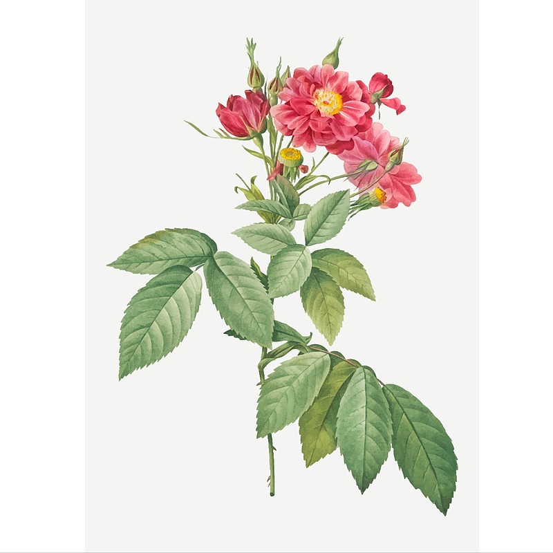وکتور شاخه گل(بوته گل) بدون پس زمینه لایه باز و قابل ویرایش | شناسه PRO-0395