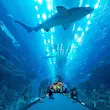 آکواریوم و باغ‌وحش زیرآبی دبی