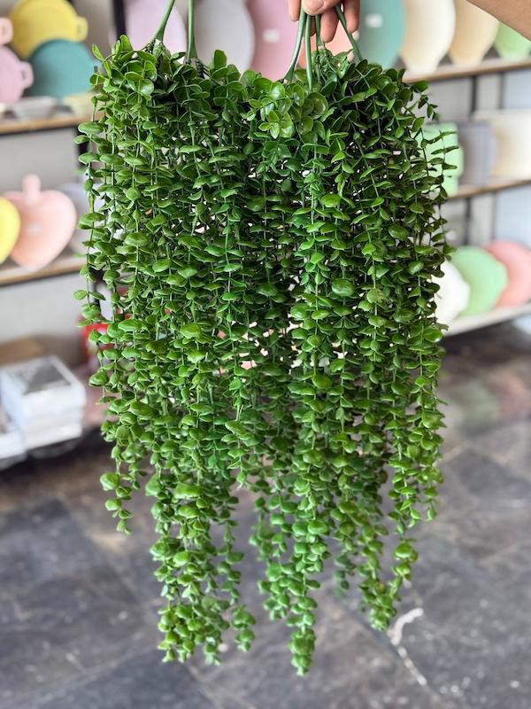   گل  ریسه ای شمشاد سبز