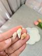 پک صدف های دریایی
