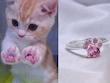 انگشتر پنجه پیشی🐾🐈