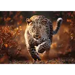 پازل Puzzle "1000 pcs" Photo Odyssey Wild Leopard