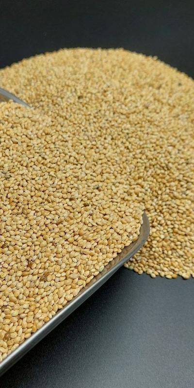 ارزن ریز ایرانی