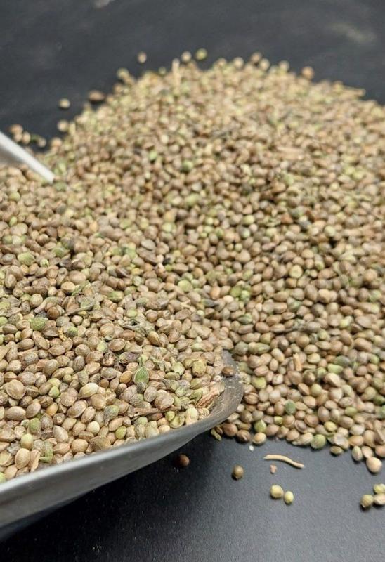 شاهدانه ریز