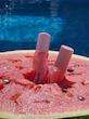 لیپ اویل گیسو هندوانه gisou watermelon🍉