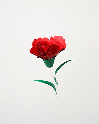 گل Carnation