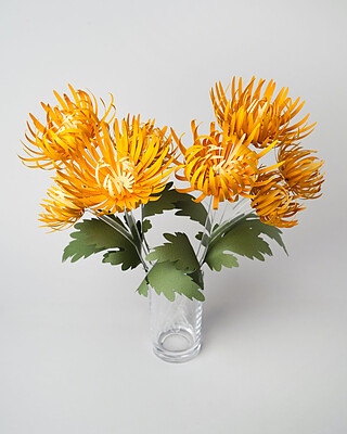 گل Chrysanthemum