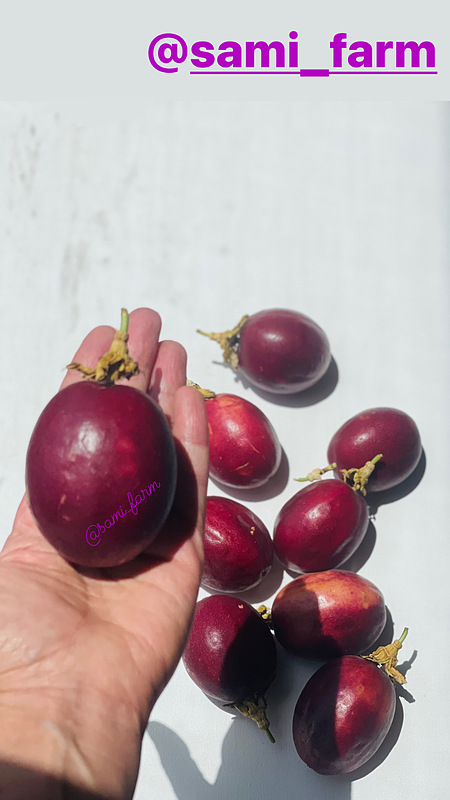 پشن فروت منجمد (نیم کیلو  )