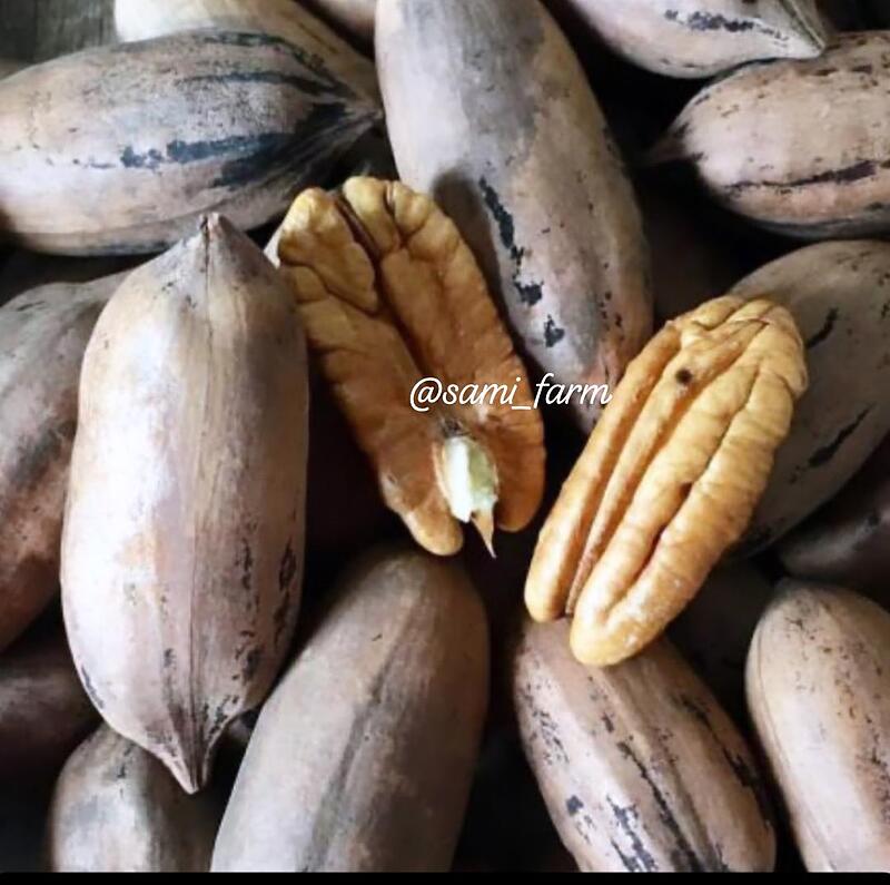 گردو پکان با پوست 
