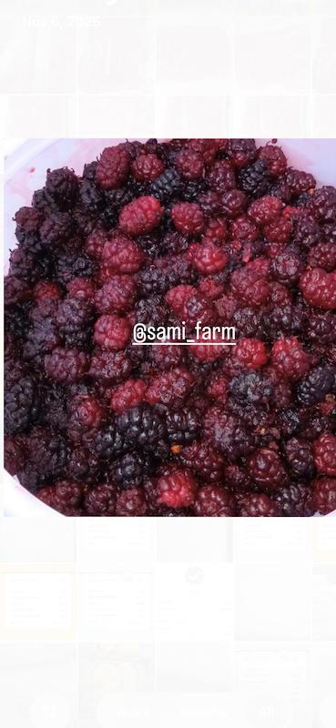 شاتوت منجمد کیلویی۳۲۵ت( حداقل خرید۲۰کیلو)