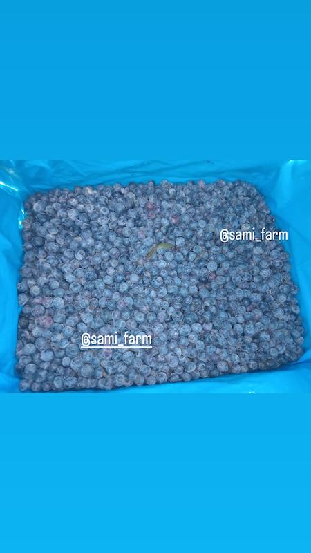 بلوبری منجمدکیلویی۱/۱۸۰ت(حداقل خرید ۲۰ کیلو)