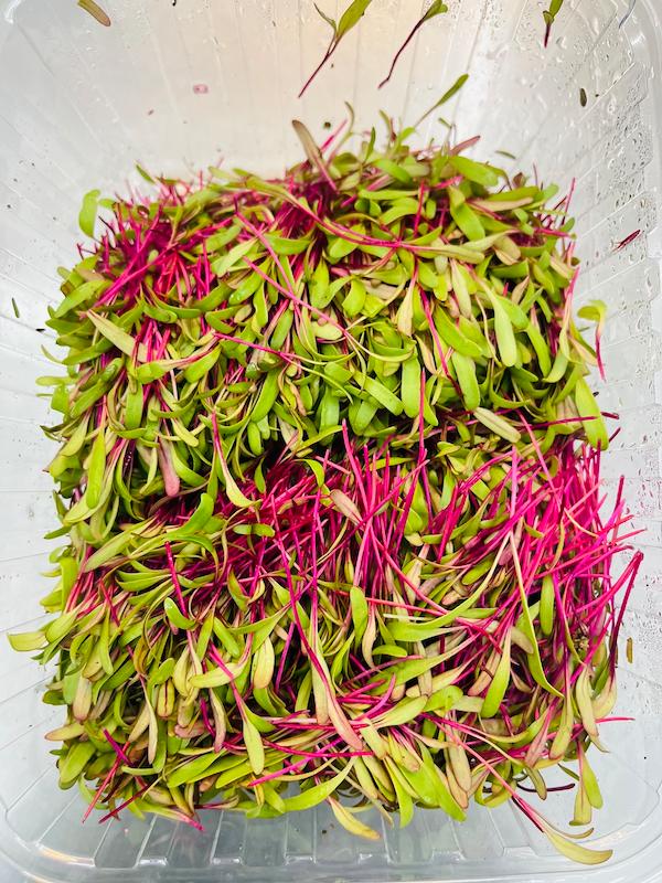 میکرو گرین لبو