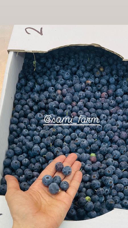 بلوبری ارگانیک فله ( بصورت کیلویی) نیم کیلو ۱۰۲۰ت 