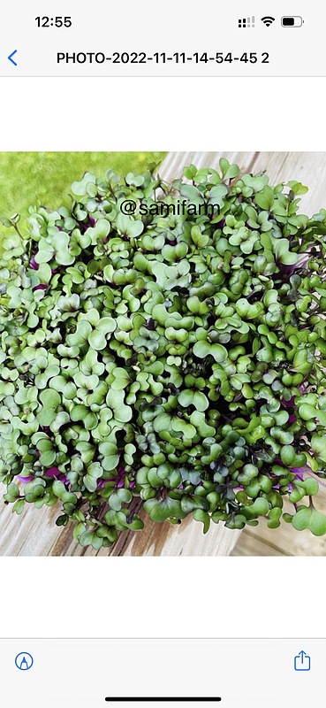 میکرو گرین بسته بزرگ میکس ( چیده شده )