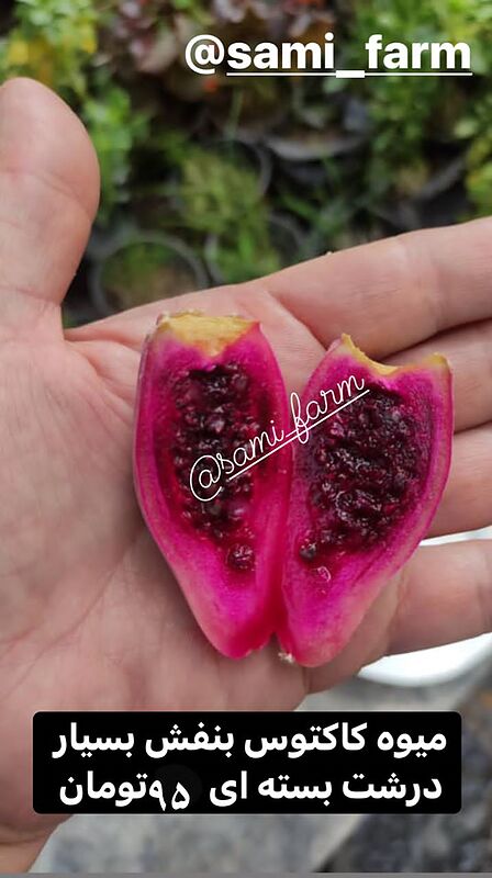 کاکتوس منجمد درجه یک بسته ۸۰۰ گرمی مناسب دیزاین