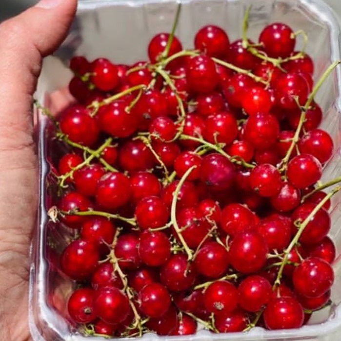 ردکارنت منجمد ( بسته200 گرمي ) مطابق ٢ بسته 