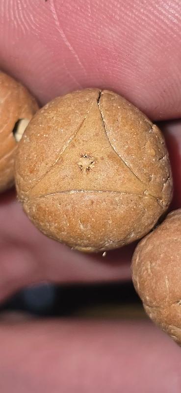 چوب دفع منفی 